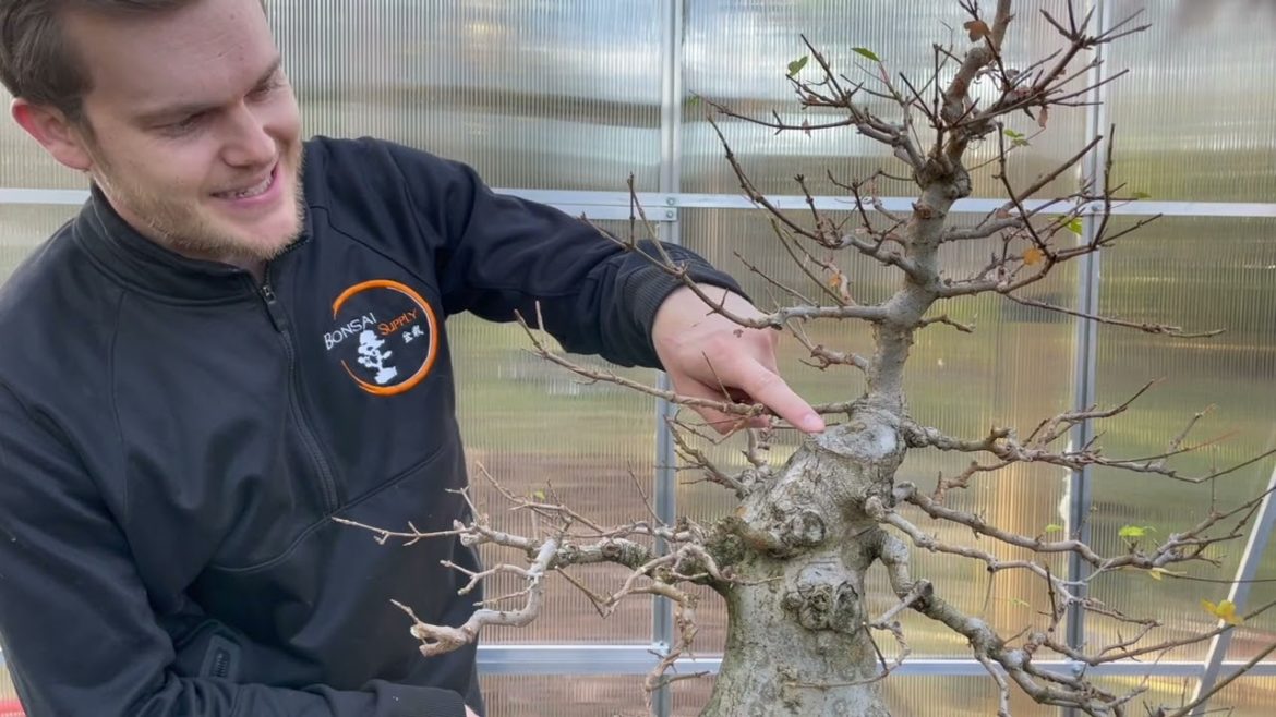 Trident Maple Fall work | The Bonsai Supply Trident Maple Fall work | The Bonsai Supply