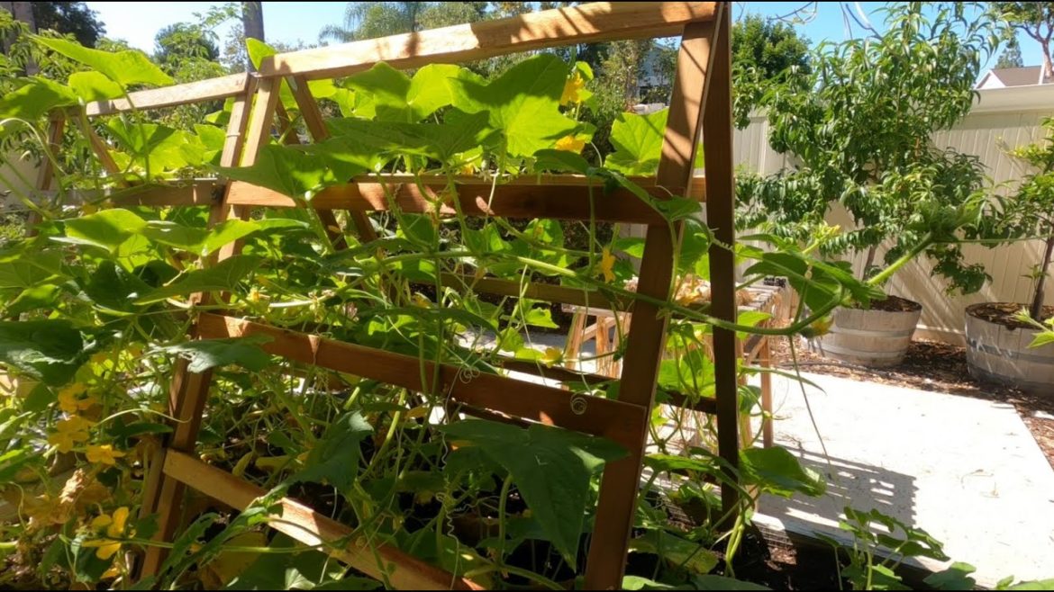 Quick Collapsible - A Frame Trellis!