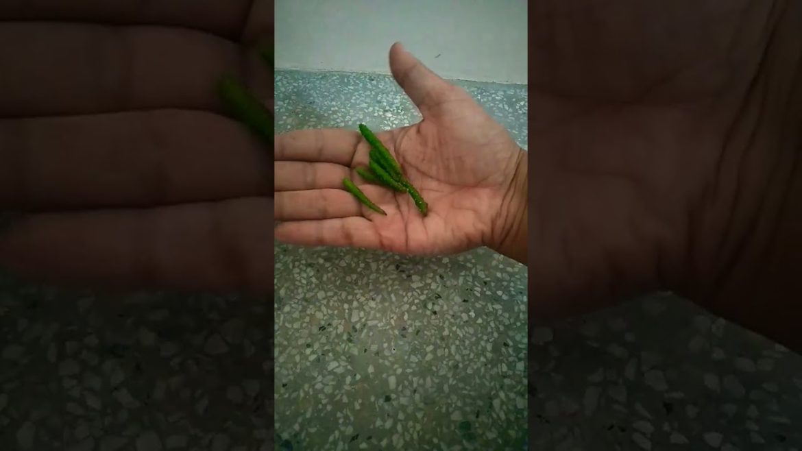 HOW TO REPOT A CACTUS LIKE A PRO? | CHOOSING A RIGHT POT #shorts #trending #viral #youtubeshorts