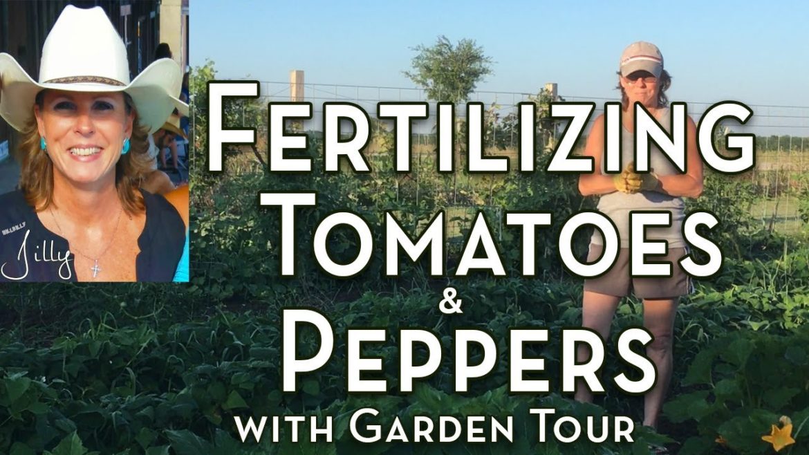 Fertilizing Tomatoes and Peppers with Vegetable Garden Tour Fertilizing Tomatoes and Peppers with Vegetable Garden Tour