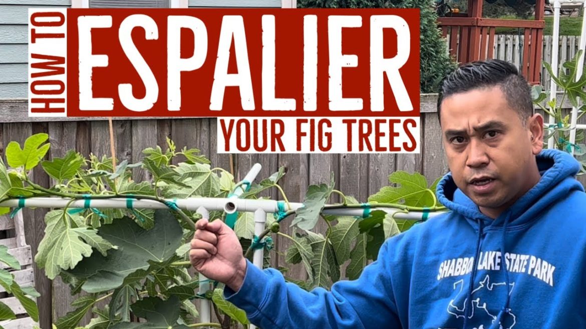 BasementFigs: How to ESPALIER your FIG TREES (Using PVC) #figs #gardening #fruittrees #diy #pruning