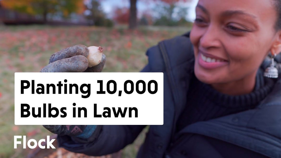 Planting 10,000 MORE BULBS in Our Lawn — Ep. 131 Planting 10,000 MORE BULBS in Our Lawn — Ep. 131