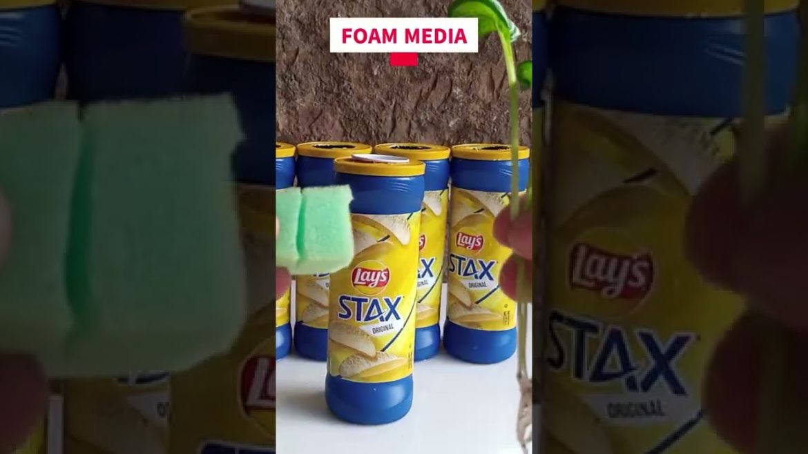 Grow Hydroponics In Lays Container - Recycle me Series Episode 1 #bokchoy #hydroponics #gardening