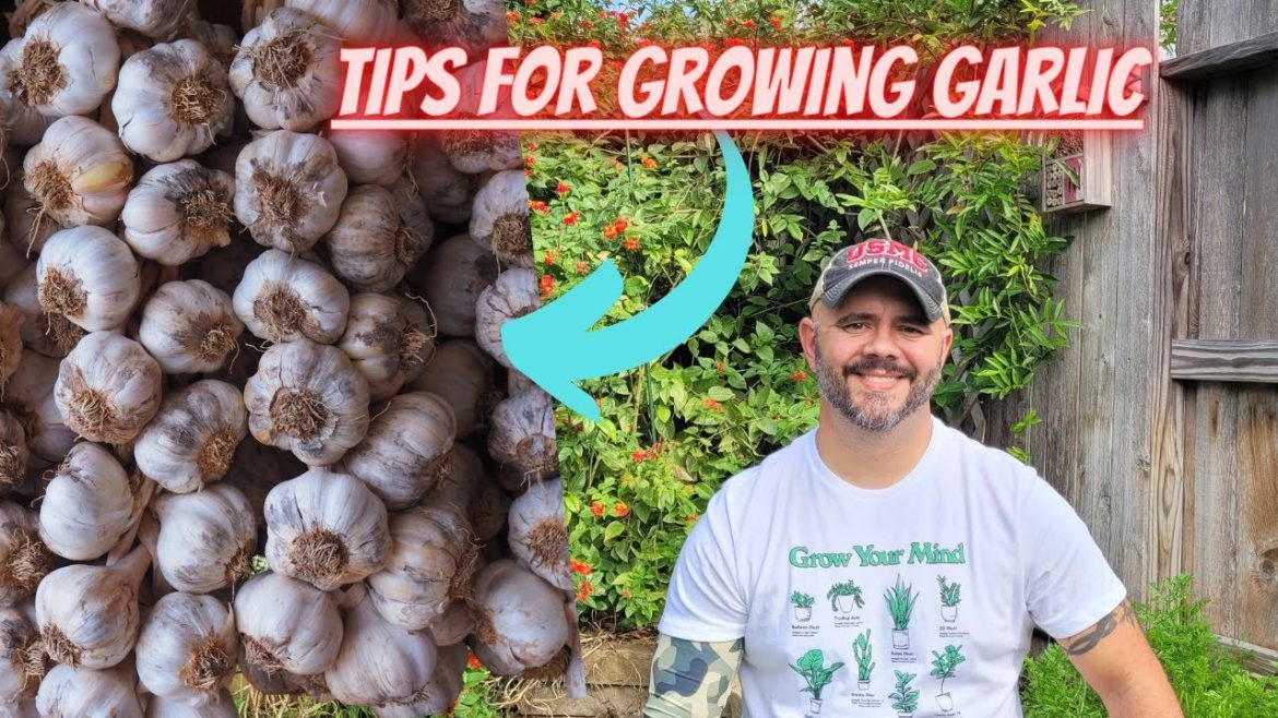 Simple Tips for Growing Garlic || Down-Home Backyard Gardening