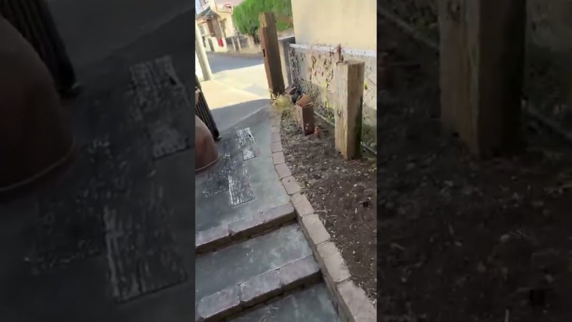 #japantrees WAO I planted coriander for the first time since I came to Japan  | japan plants |