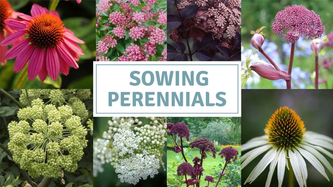 Sowing Angelica / Swamp Milkweed / Echinacea Sowing Angelica / Swamp Milkweed / Echinacea