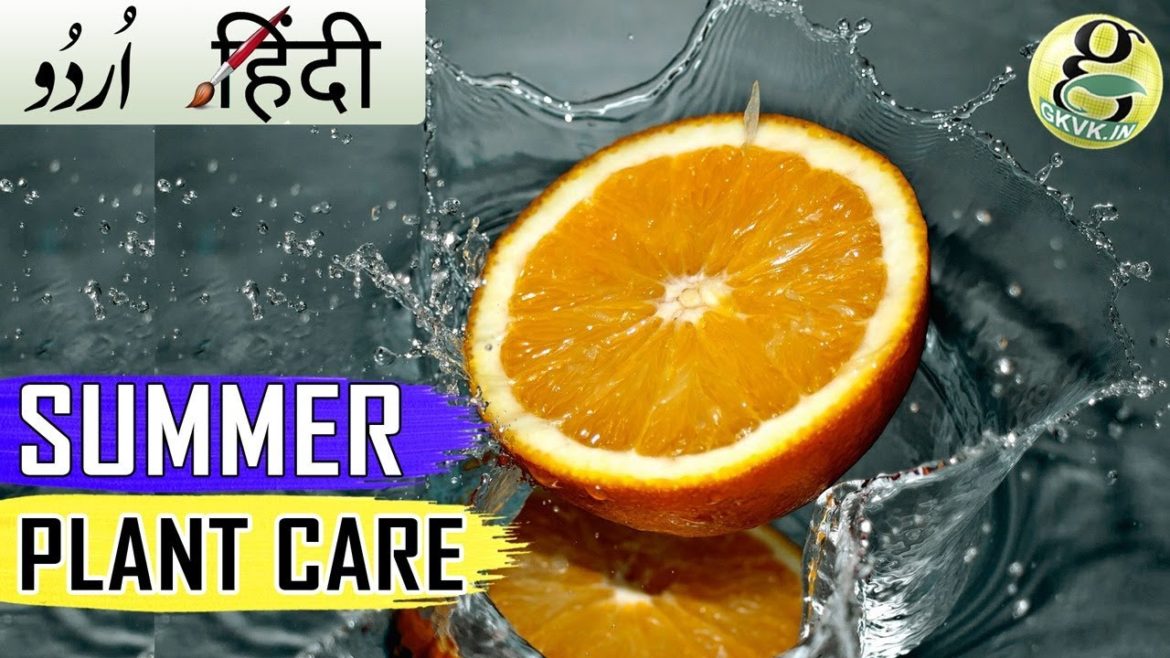 SUMMER SEASON PLANT CARE: How to Care Plants in Summer Gardening Tips in Hindi/Urdu SUMMER SEASON PLANT CARE: How to Care Plants in Summer Gardening Tips in Hindi/Urdu