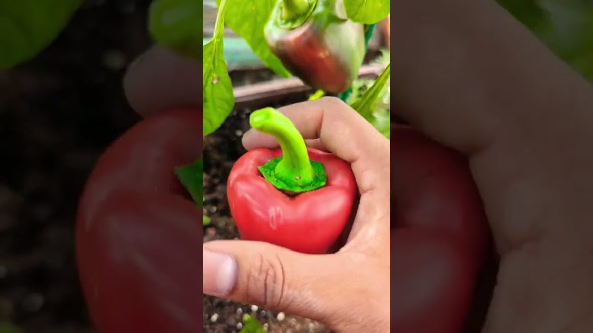 Bell Peppers - Quick harvest and tips | #shorts