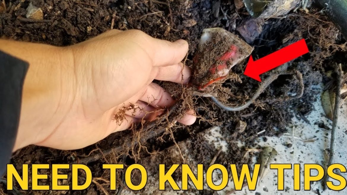 Quick Tips to Repairing Backyard Landscape Lighting