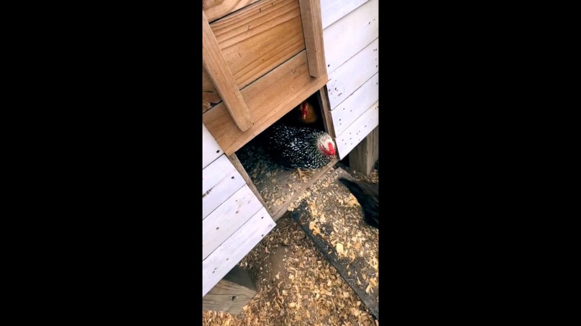 Let's feed some chickens! | Homestead Chores Let's feed some chickens! | Homestead Chores