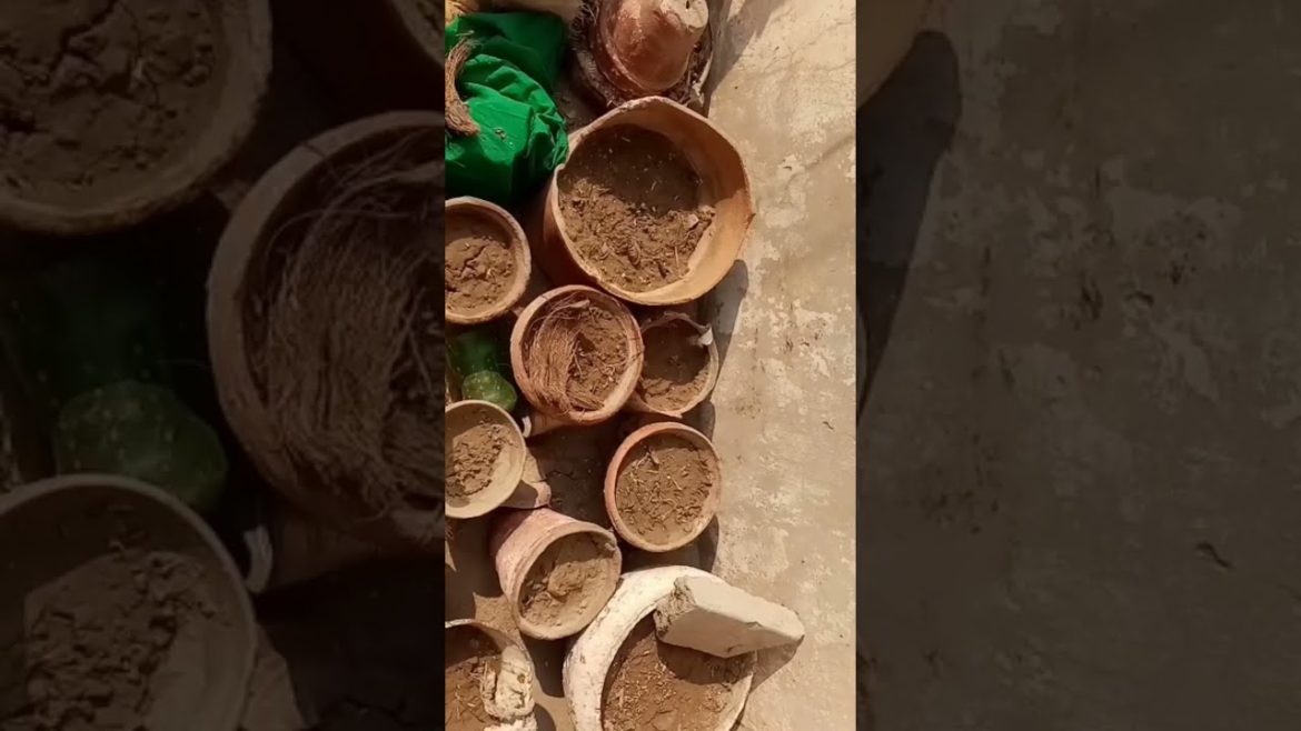 #shorts#shorts #viral #youtubeshorts @5-Minute @Garden Up@Dian Garden Tips