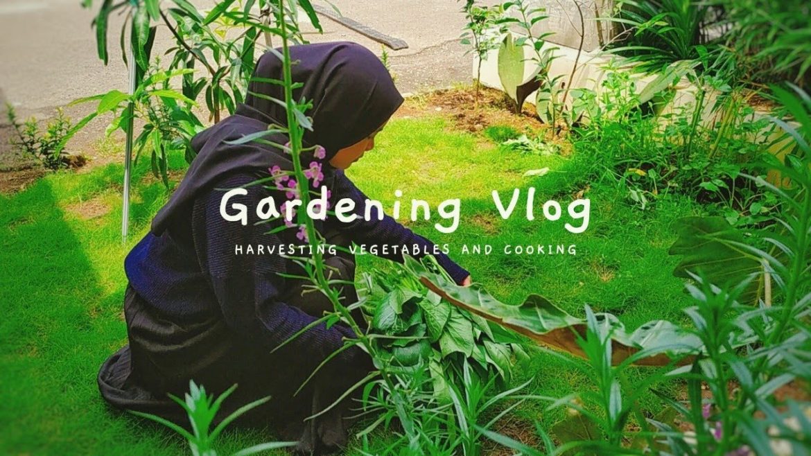 Harvesting vegetables from my front yard garden | Calming city gardening Harvesting vegetables from my front yard garden | Calming city gardening