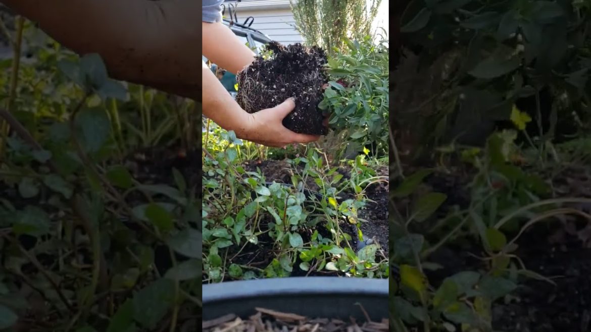 Save Money & Divide Nursery Plants | Budget Gardening |