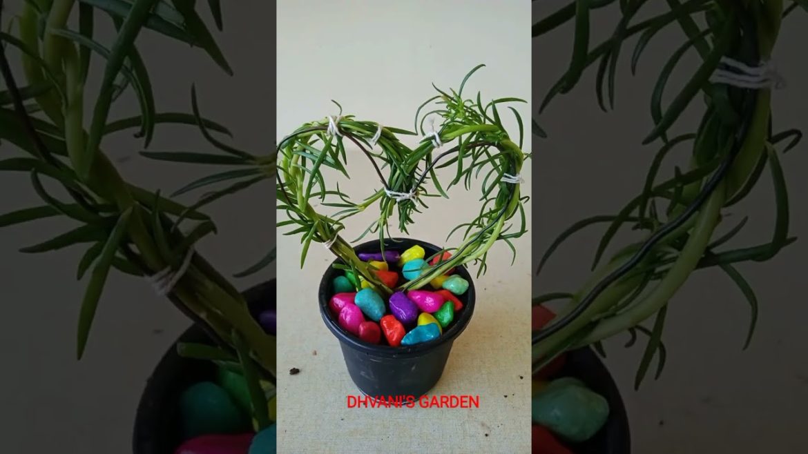 my new gardening creativity for portulaca #shorts my new gardening creativity for portulaca #shorts