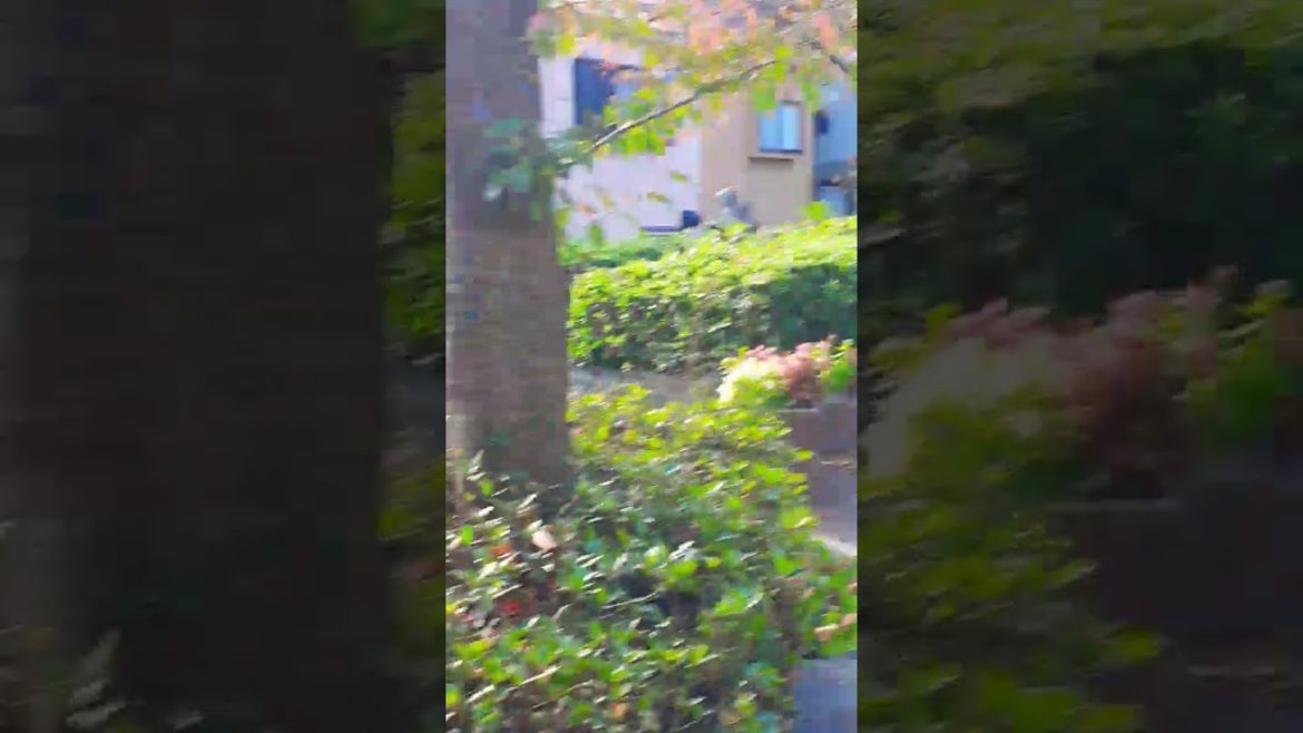 Beautifully designed Japanese garden