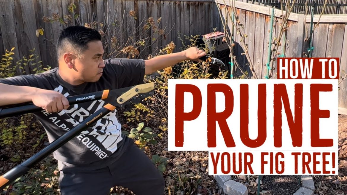 BasementFigs: How to PRUNE your FIG TREE! (In-ground) #figs #gardening #gardeningtips #pruning BasementFigs: How to PRUNE your FIG TREE! (In-ground) #figs #gardening #gardeningtips #pruning