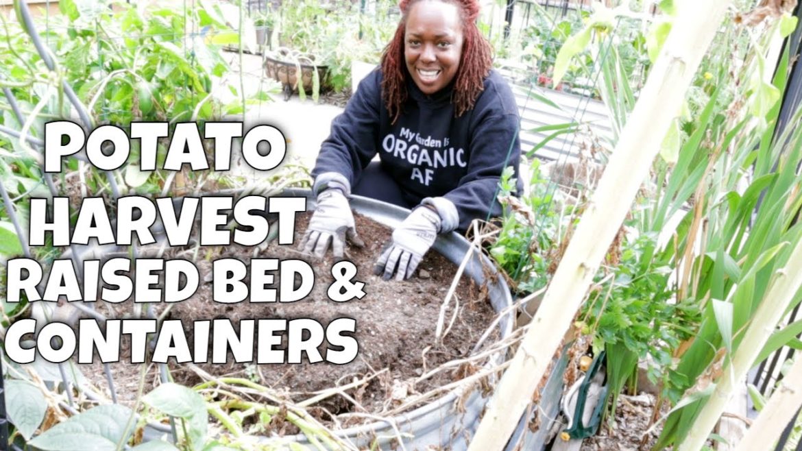 Potato Harvest - Containers versus Raised Bed