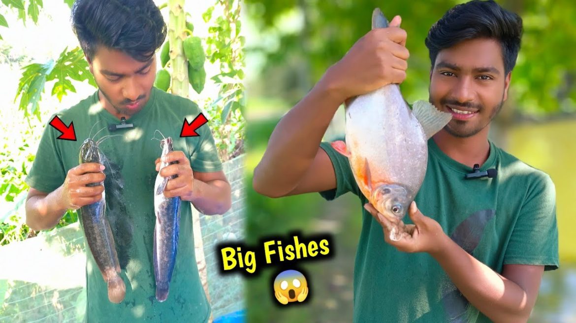 Pool Ke Liye Big Fish Agea ๐ ๐๐ ๐ฆ Pool Ke Liye Big Fish Agea ๐ ๐๐ ๐ฆ