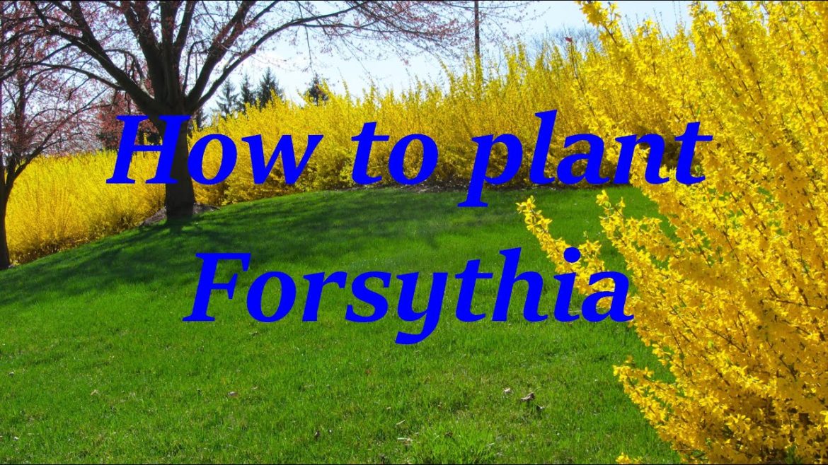 Gardeners World 2022 Winter Special How to plant Forsythia and care tips Little Garden of Monfestino Gardeners World 2022 Winter Special How to plant Forsythia and care tips Little Garden of Monfestino