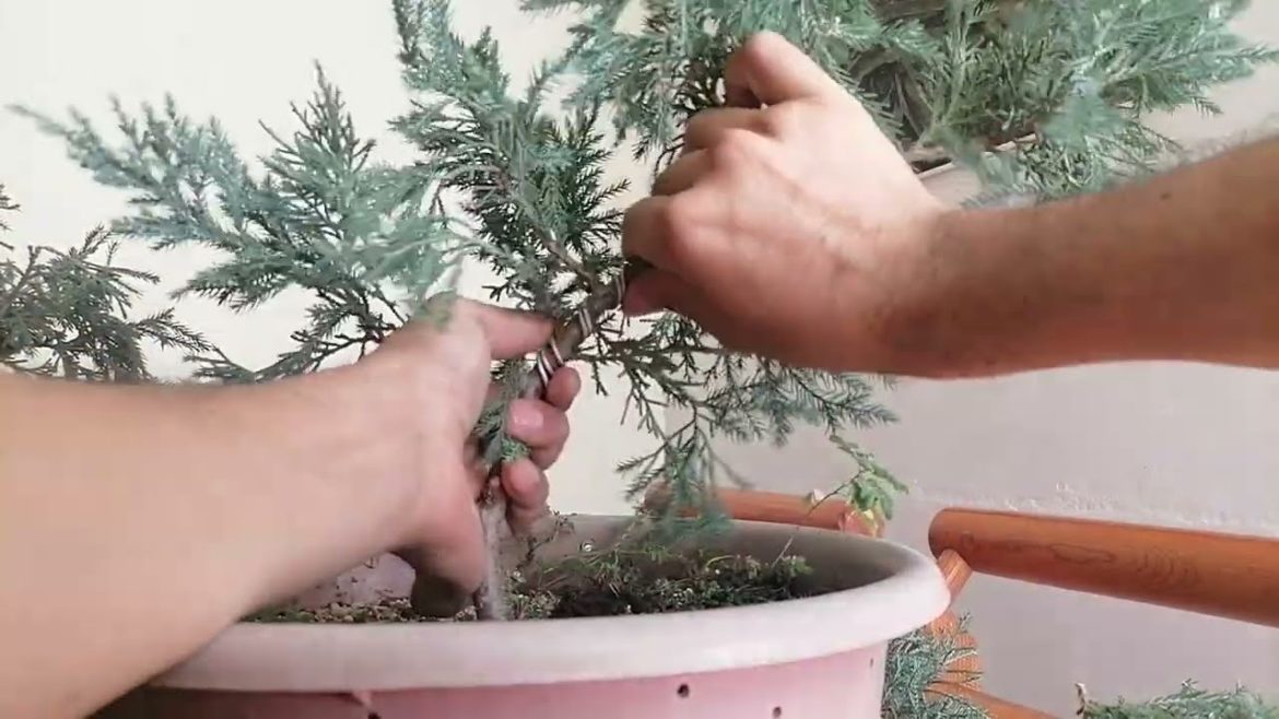 Blue Juniper Bonsai from Scratch- Pruning, Wiring and De wiring