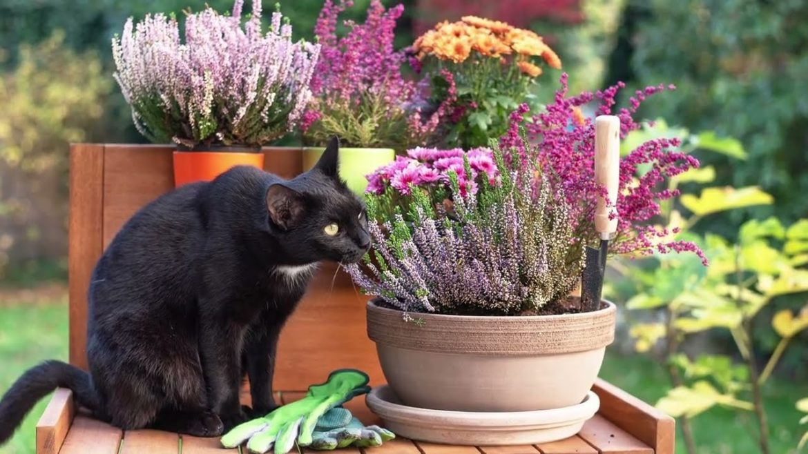 Beautiful ideas for your backyard design! 49 examples to make your yard cozy!