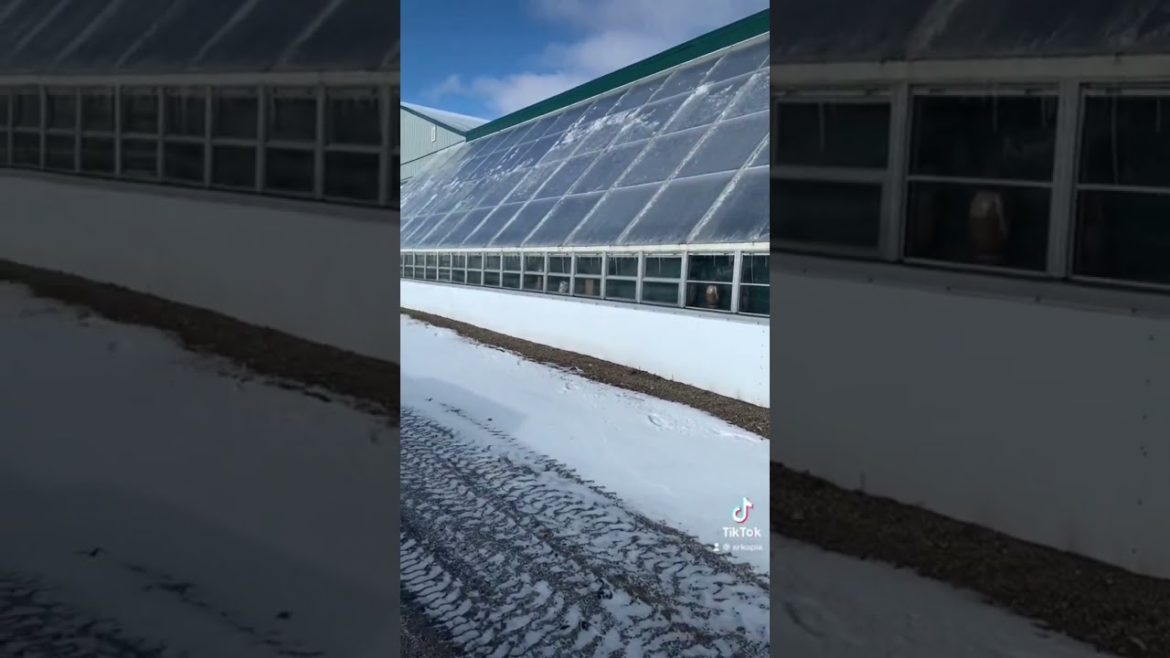 -12C out 🥶, +32C in 🥵 #coldclimate #deepwinter #passivesolar #greenhouse  #homestead #prepper