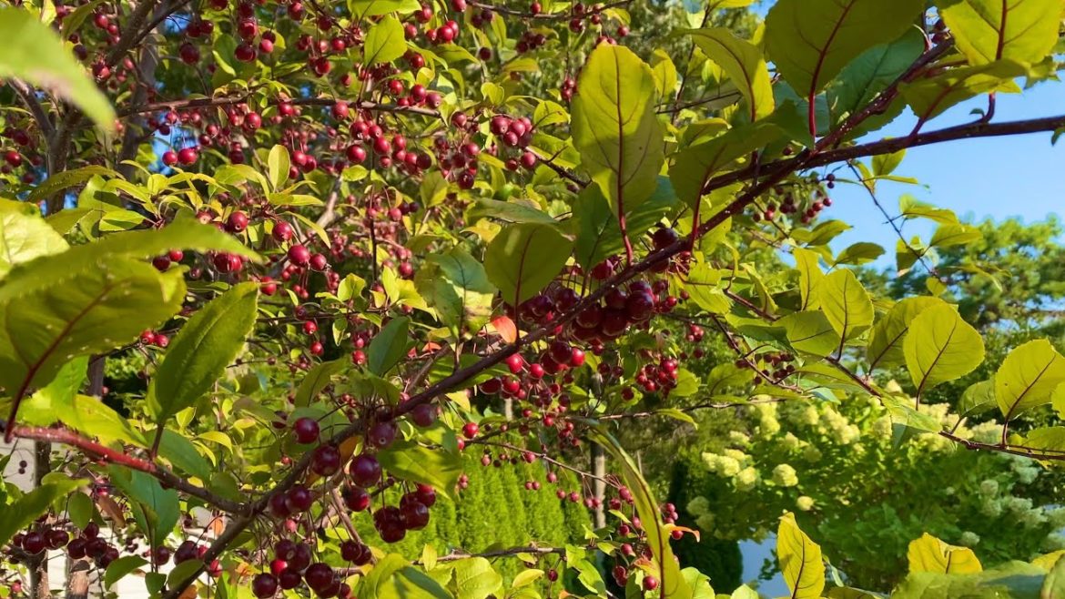 Early Fall Backyard Garden Tour