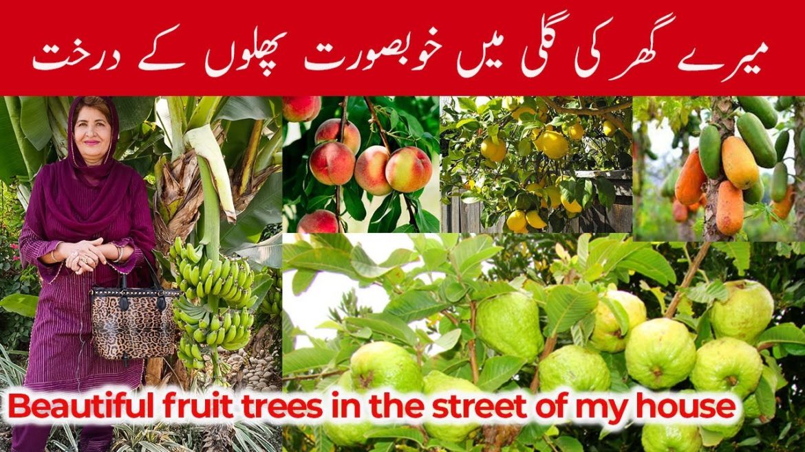 Home Street Fruit Gardening | How to grow organic Fruits Trees in Home | Home organic gardening