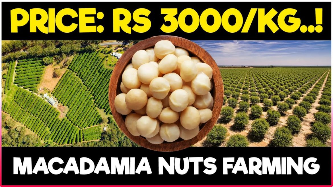 Macadamia Nuts Farming | Planting, Care, Harvesting, Post Harvest Management