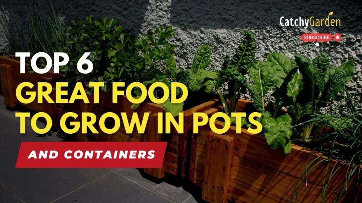Top 6 Great Food to Grow in Pots and Containers π
πΏπ // Gardening Tips Top 6 Great Food to Grow in Pots and Containers π
πΏπ // Gardening Tips