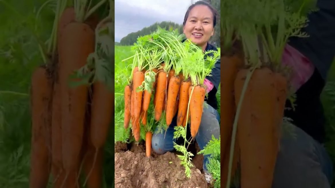 Carrot harvesting satisfying #shorts #harvest
