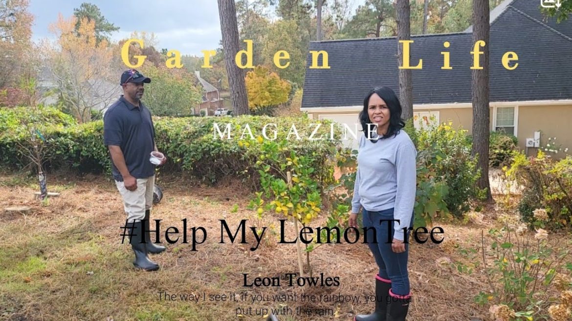 Why is my Lemon Tree leaves turning yellow!!!