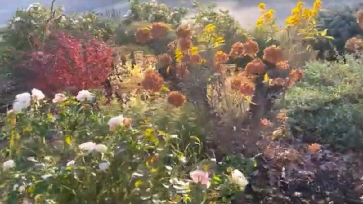 Late October 2022 Garden Tour, Zone 6A, Inventory of Full Sun, Part Sun/Shade Perennials Late October 2022 Garden Tour, Zone 6A, Inventory of Full Sun, Part Sun/Shade Perennials