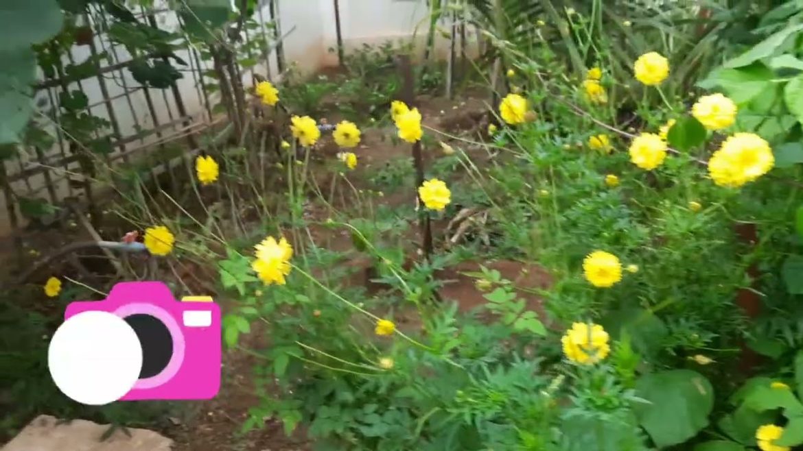 GARDEN GROWTH UPDATES ✨️ 🙌 ☺️ #srihari'svlogs#garden#gardening tips#garden videos#garden love