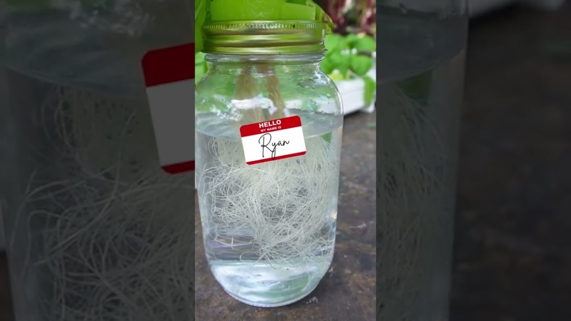 Cheap & Easy Hydroponics Pak Choi