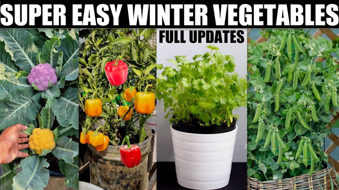 Super Easy Winter Vegetables To Grow In Pots | FOR NOVEMBER-DECEMBER | FULL INFORMATION