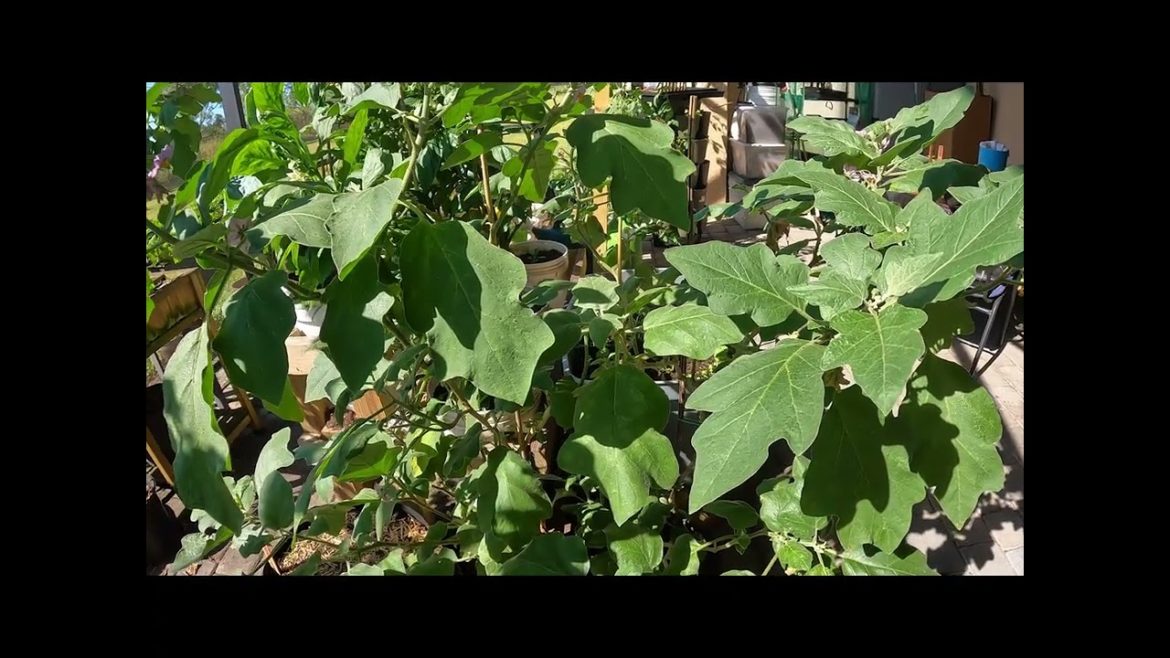 Help!! What's going on with my eggplants? Help!! What's going on with my eggplants?