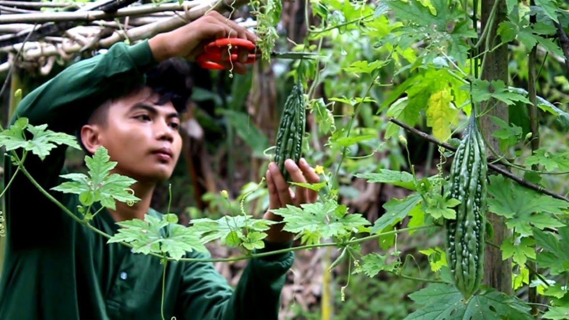 the nutritious taste of VEGETABLES harvesting Bitter Gourd, Patola, and Tudu beans | kabagis the nutritious taste of VEGETABLES harvesting Bitter Gourd, Patola, and Tudu beans | kabagis
