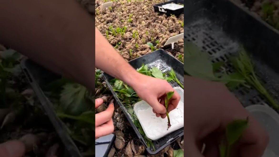 Today's work #gardening #garden #diy #gardeningtips #short #viral #trending