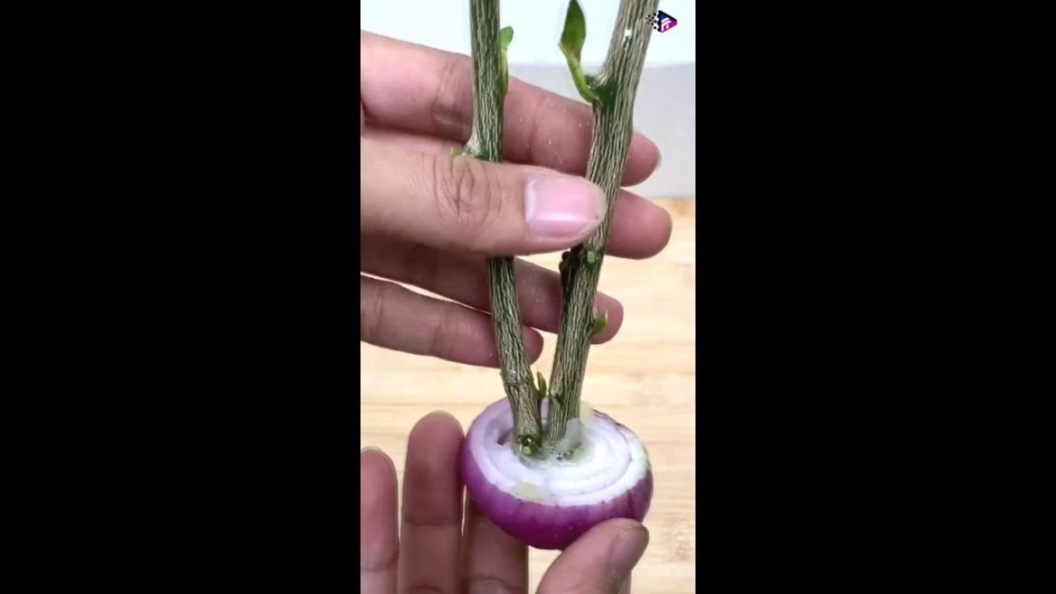 Amazing Method for Grow Lemon Tree from Cutting by Onion #shorts #omg #trending