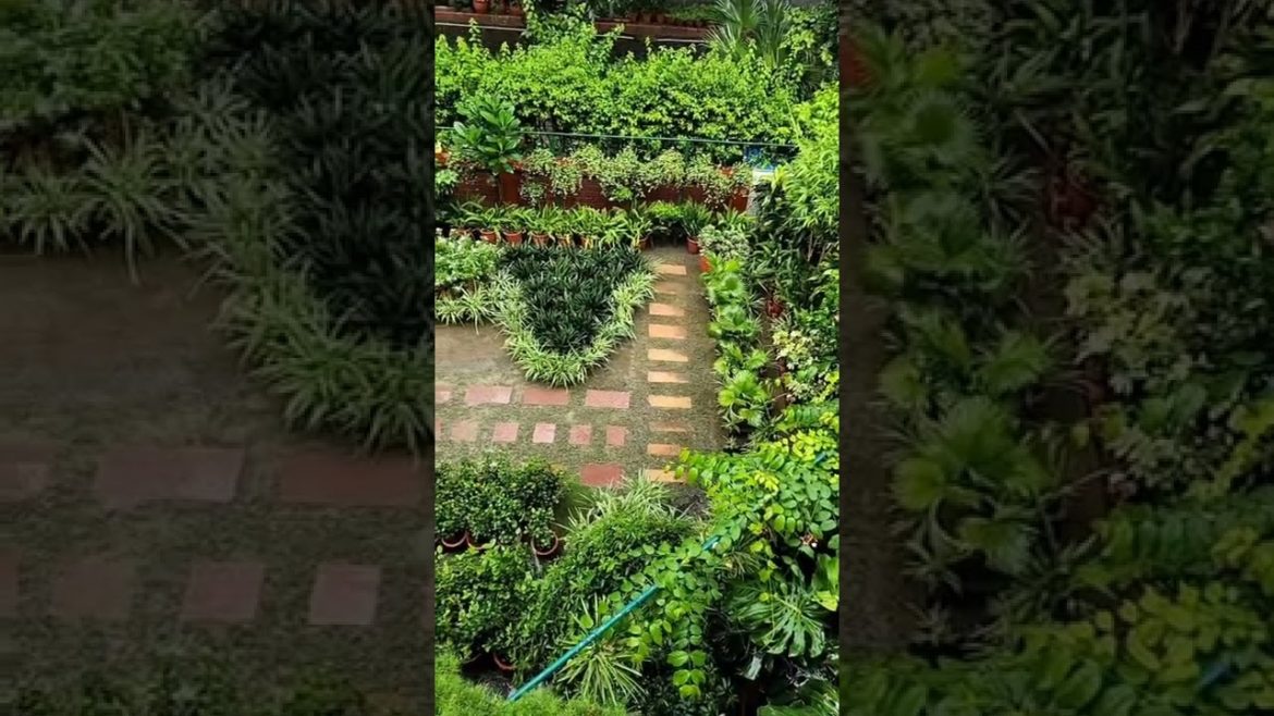 Beautiful garden   #mygarden  #inmygarden  #homegarden  #urba #flowers