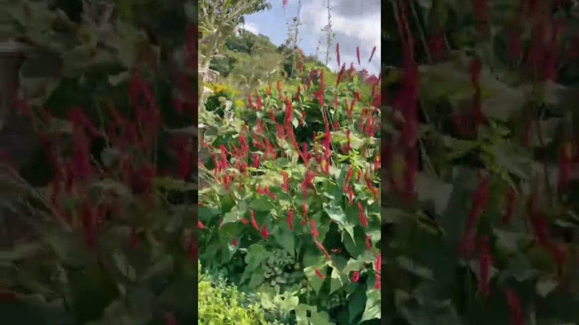 Summer Feeling tiktok elisetanriverdi