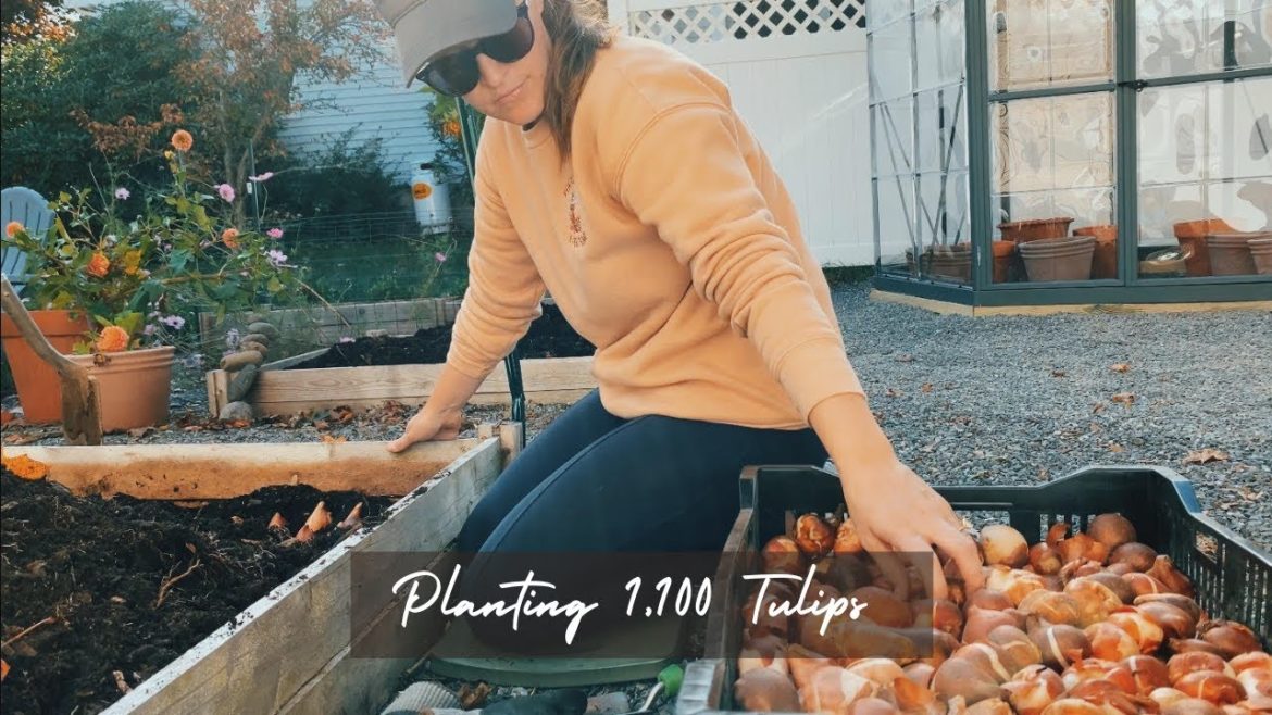 Planting 1,100 tulips (In 450 sqft) | Fall Planting | Garden Vlog // BirchSalt