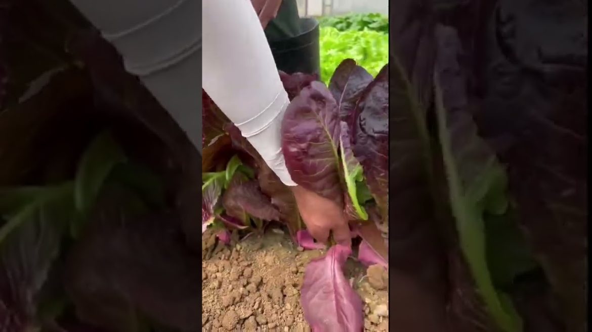 Life style garden vlog| idea sharing vegetalbe