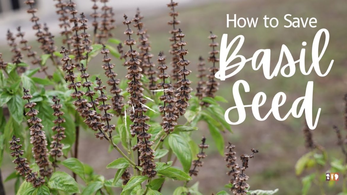 How to Save Basil Seed How to Save Basil Seed