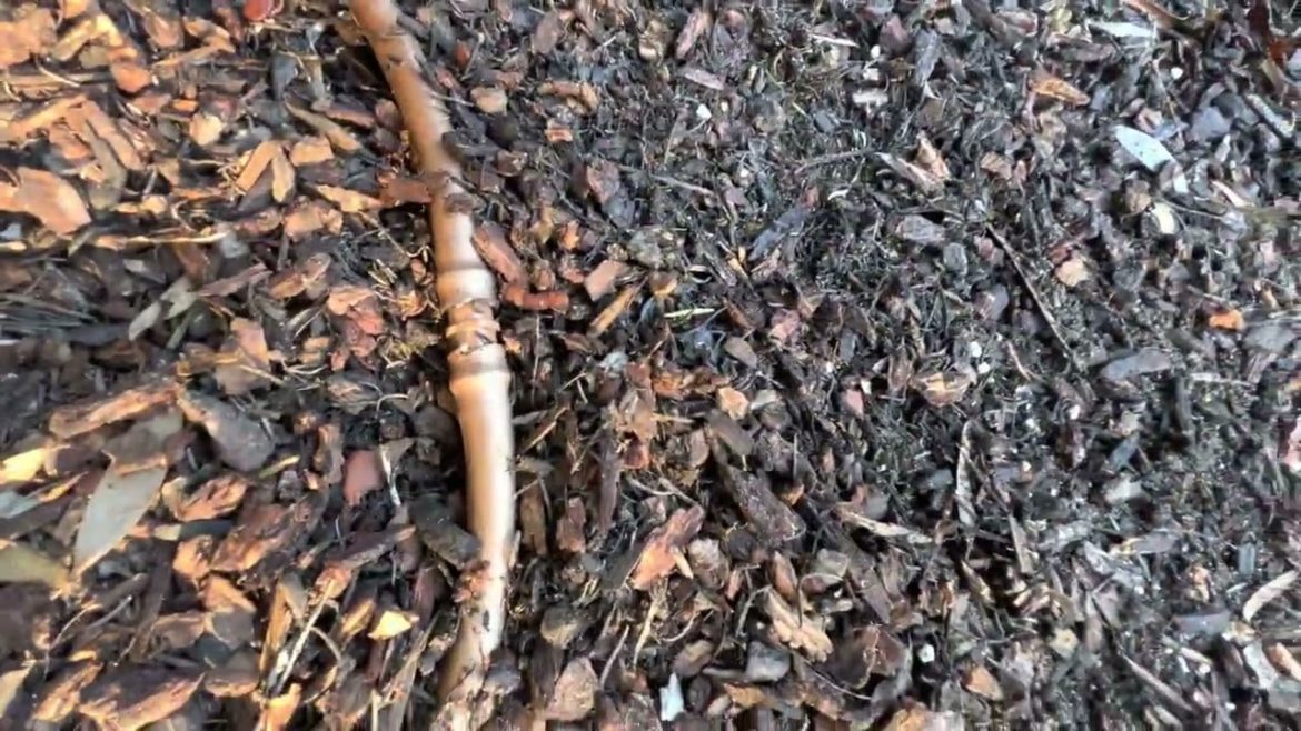 Maintaining a Native Garden