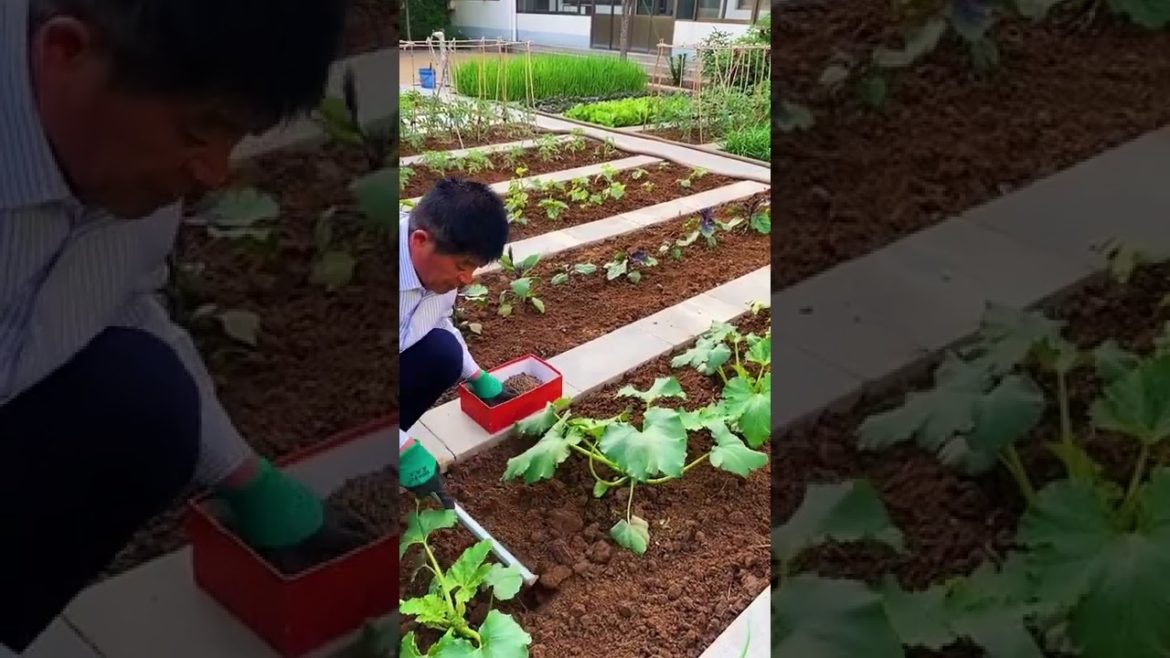 Life style garden vlog| idea sharing vegetalbe