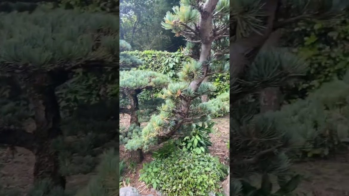 Japan Daily Life | Japan Nature + Japanese Garden #japan #nature #japanesegarden