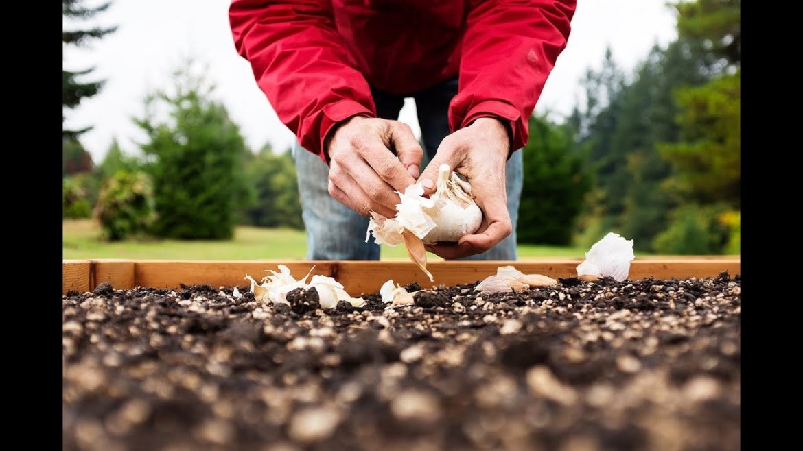 Portland Edible Gardens: Episode 2: GARLIC AND WINTER MULCHING