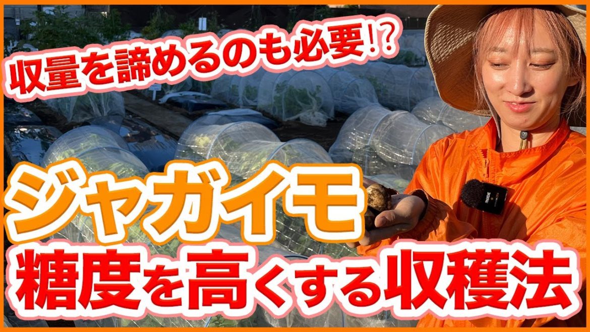 家庭菜園や農園のじゃがいも栽培は収量を諦めるのも必要！？糖度を上げて甘い芋を収穫する方法を徹底解説！/Tips for Growing Potatoes from a Japanese Farmer.